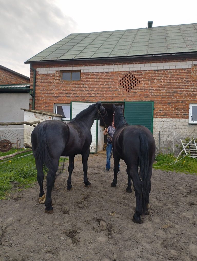 Para ogierów 3 lata