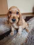 Cocker spaniel angielski szczeniak