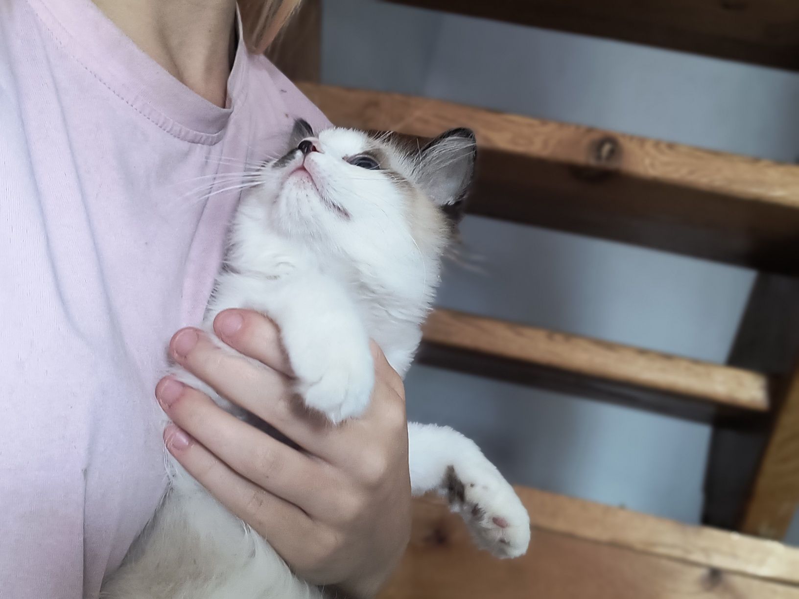 Kocorek radgoll gotowy do odbioru