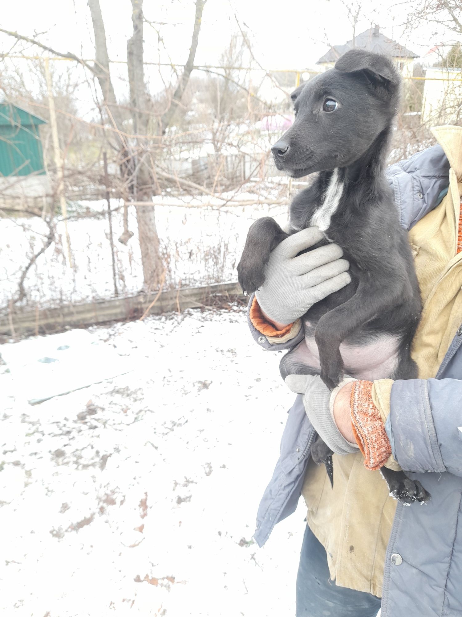 Продам собаку велика овчарка