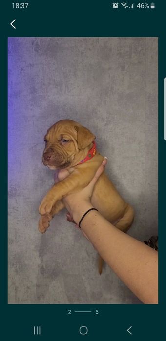 Pitbull red nose