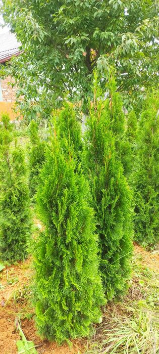 Продам туя смарагд