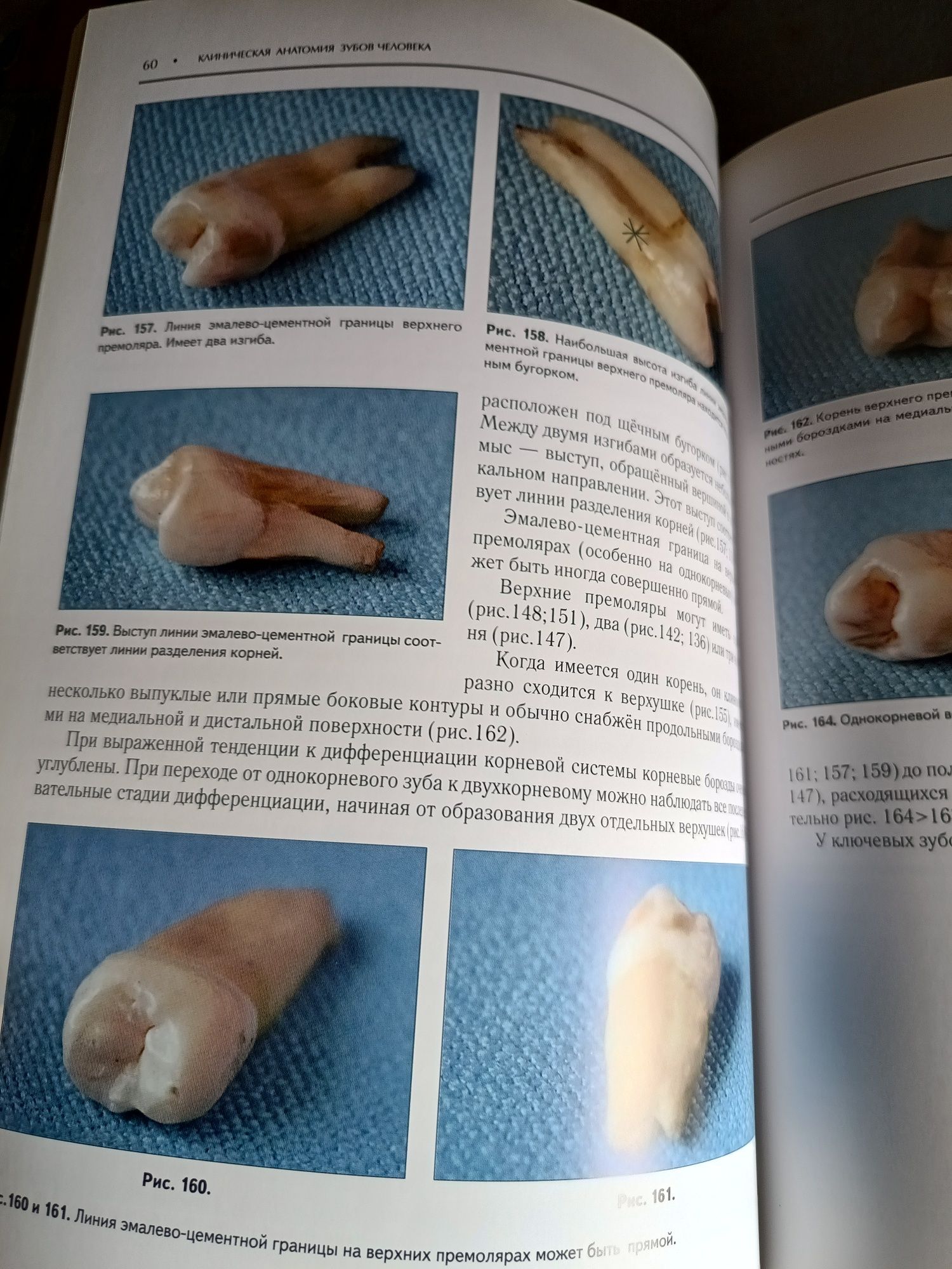 Клиническая анатомия зубов человека, И.Л.Горбунова, Медкнига - 2006