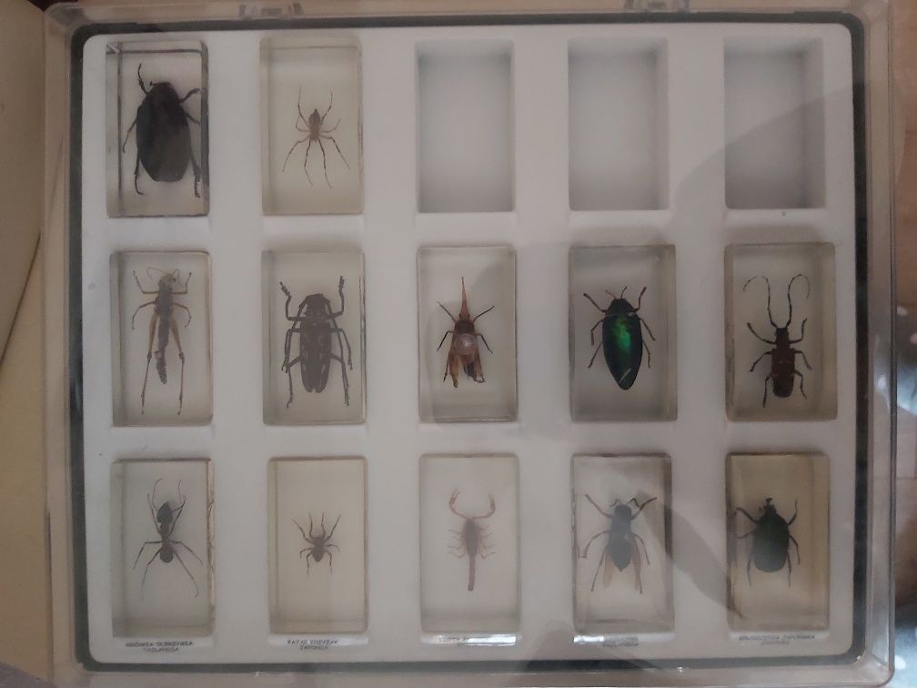Kolekcja pajęczaków