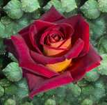 Roseira que dá ROSAS de CORAÇÂO AMARELO, flores grandes