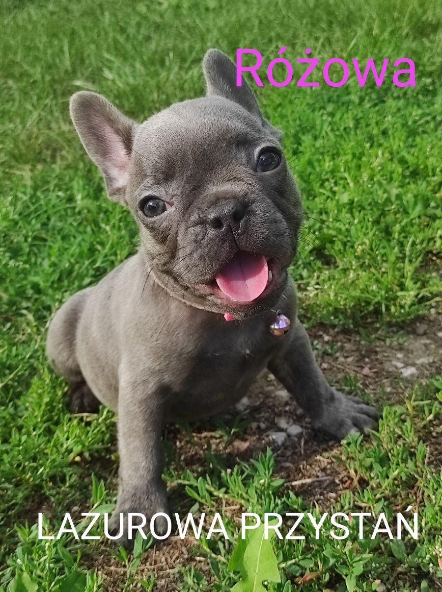 Buldog francuski blue, błękitny, niebieski, lilac