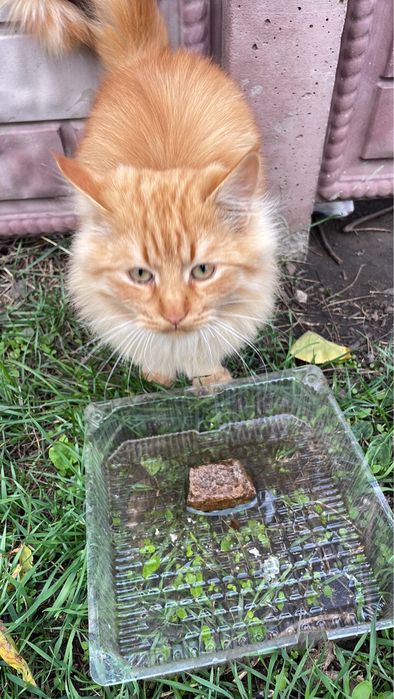 Віддам безкоштовно в добрі руки