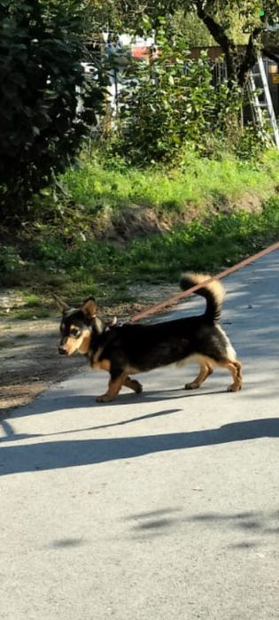 Korgi mix 2 letni Frugo, adopcja za darmo oddam