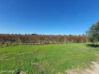 Terreno com 3,6 ha de vinha em Reguengos de Monsaraz