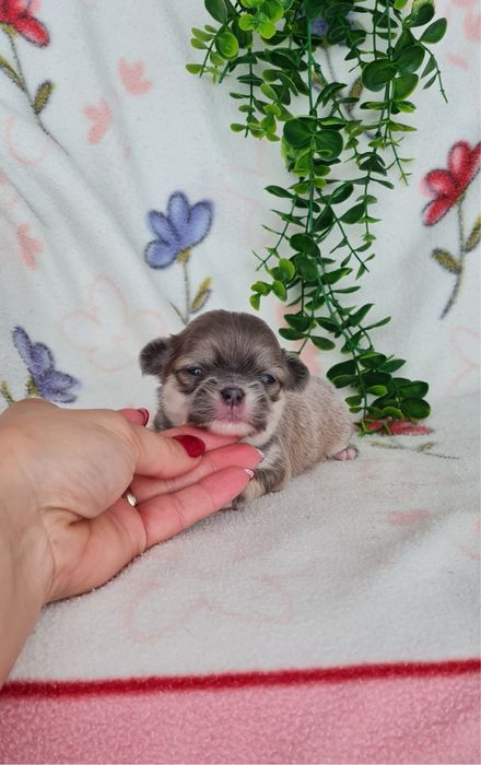 Excelente mini menina semi pelo Chihuahua/Chiuaua de Qualidade