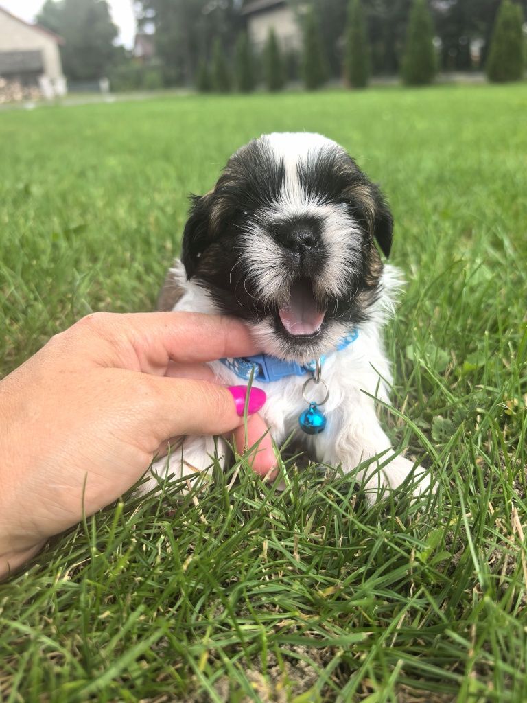 Śliczny szczeniak shih tzu