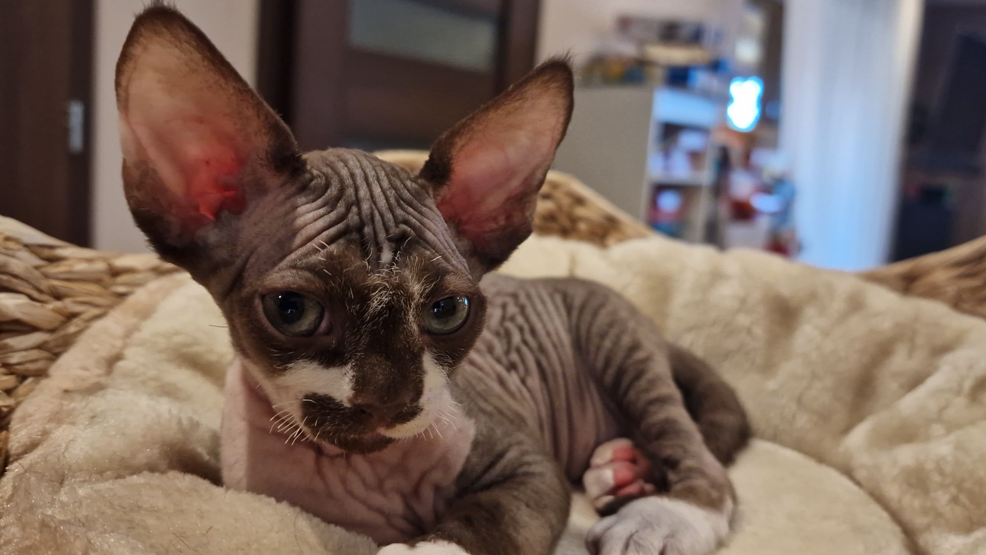 Kocureczek  (rodowód FPL) Devon Rex