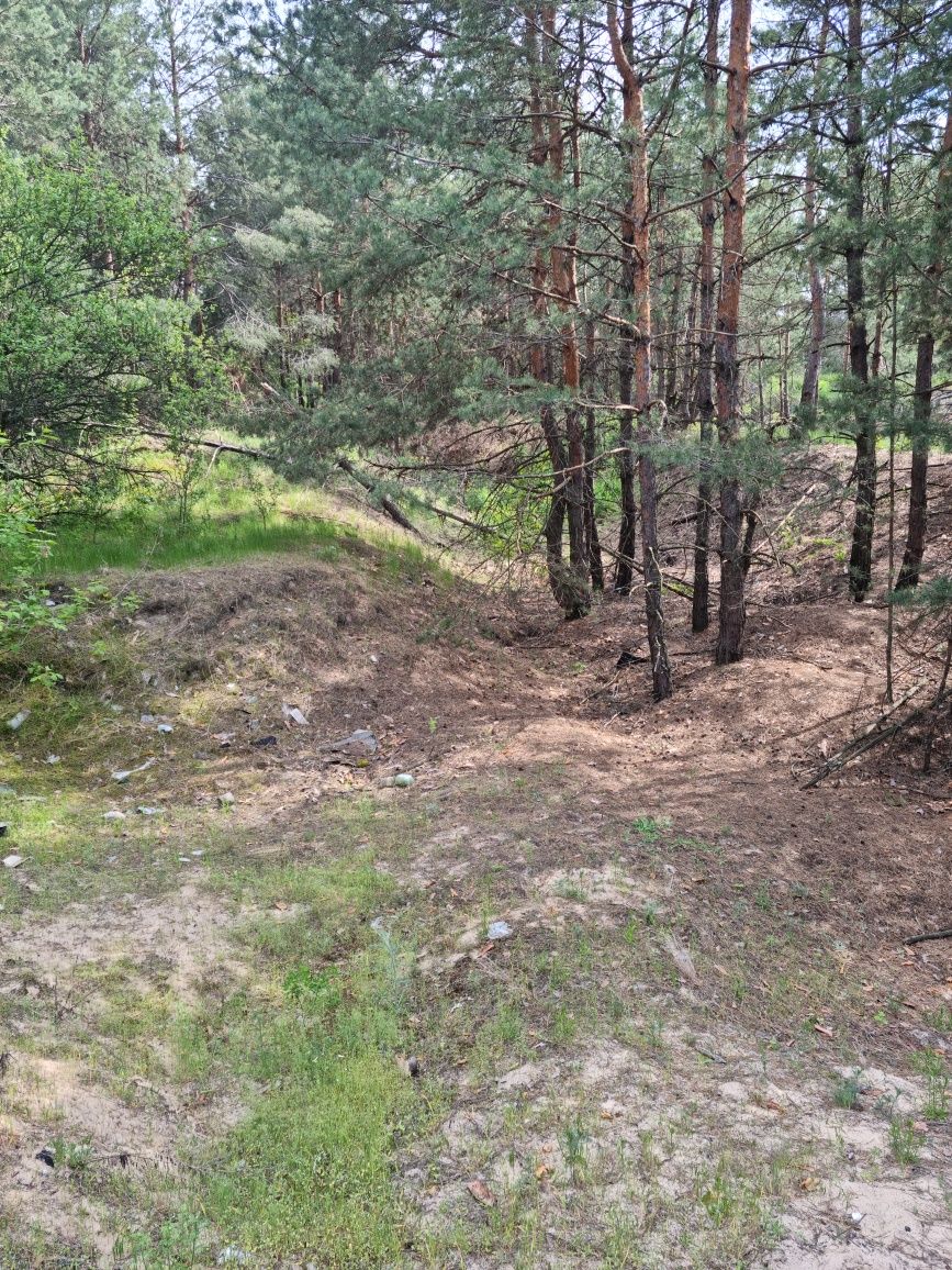 Участок в сосновом лесу