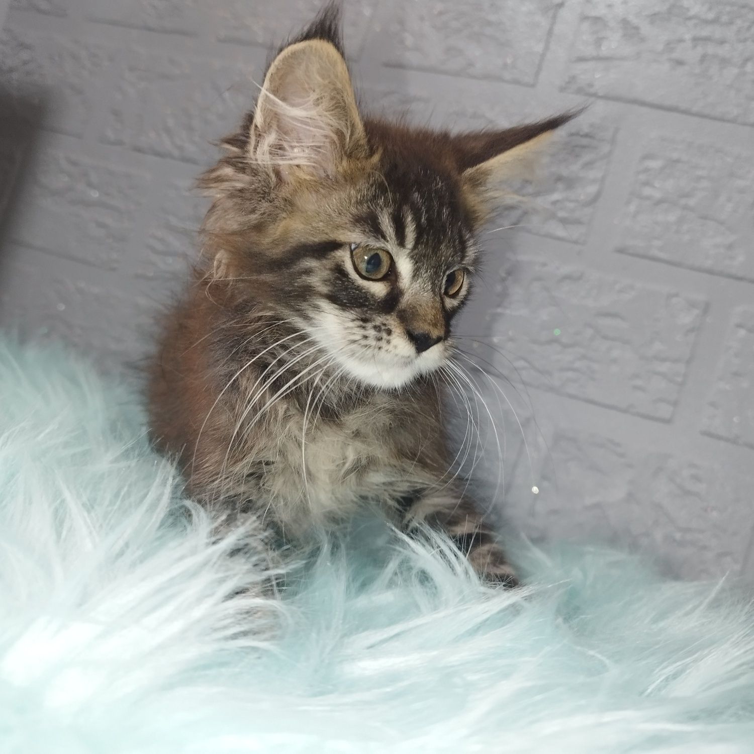 Maine Coon kocurek