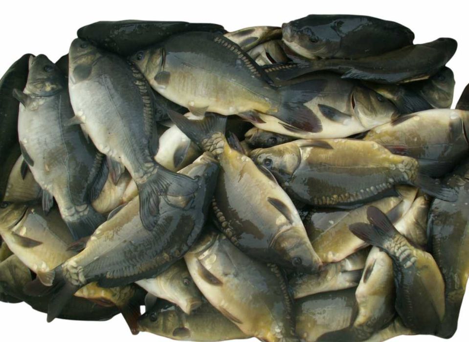 " Ryba Karp " Kroczek: Lina, Karasia Złocistego, Okonia, Karpia