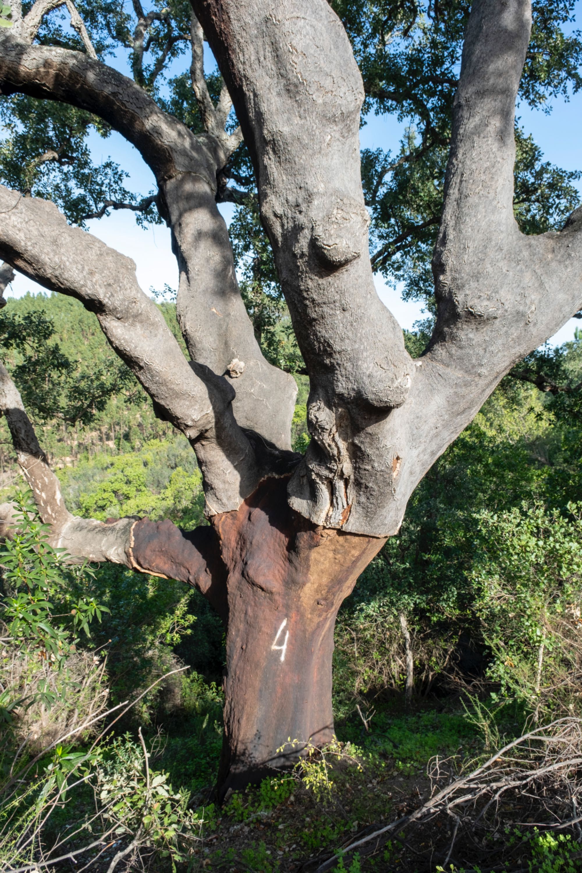 Herdade Alentejo Sabóia Odemira