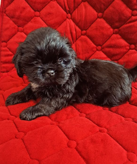 Śliczne Pieski Shih-tzu