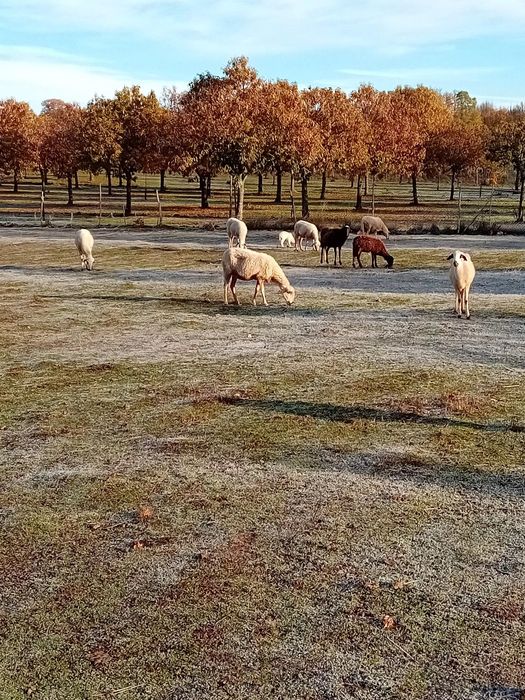 Ovelhas  para venda na totalidade ou a grande maioria