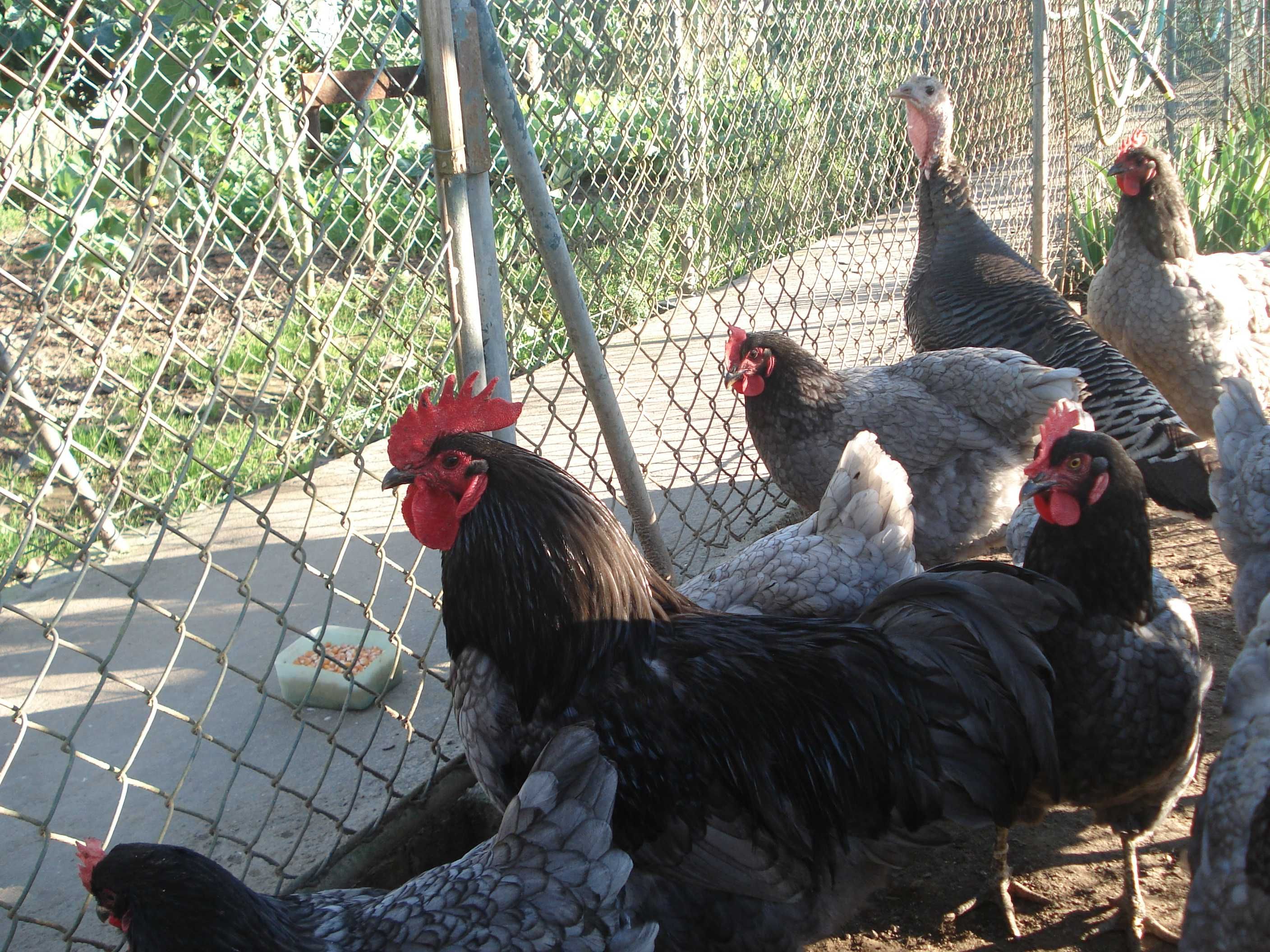 Ovos galados de galinhas Jersey gigante e Sedosas barbudas