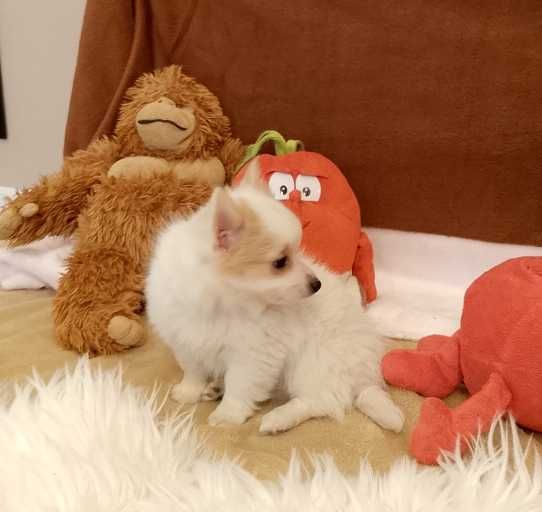 Chihuahua chłopiec długowłosy