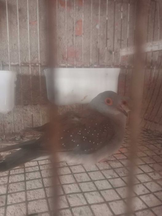 Vendo casal rolas diamante