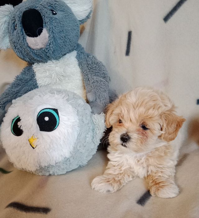 Maltipoo hybryda maltańczyk i pudel miniaturowy toy