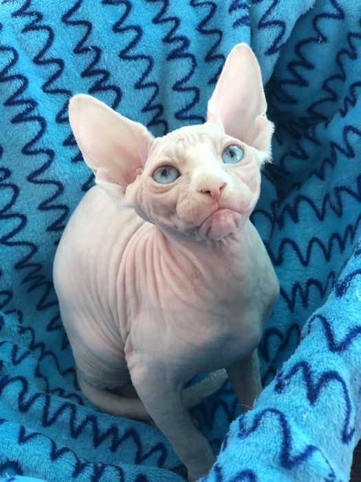 Дуже яскраві очі