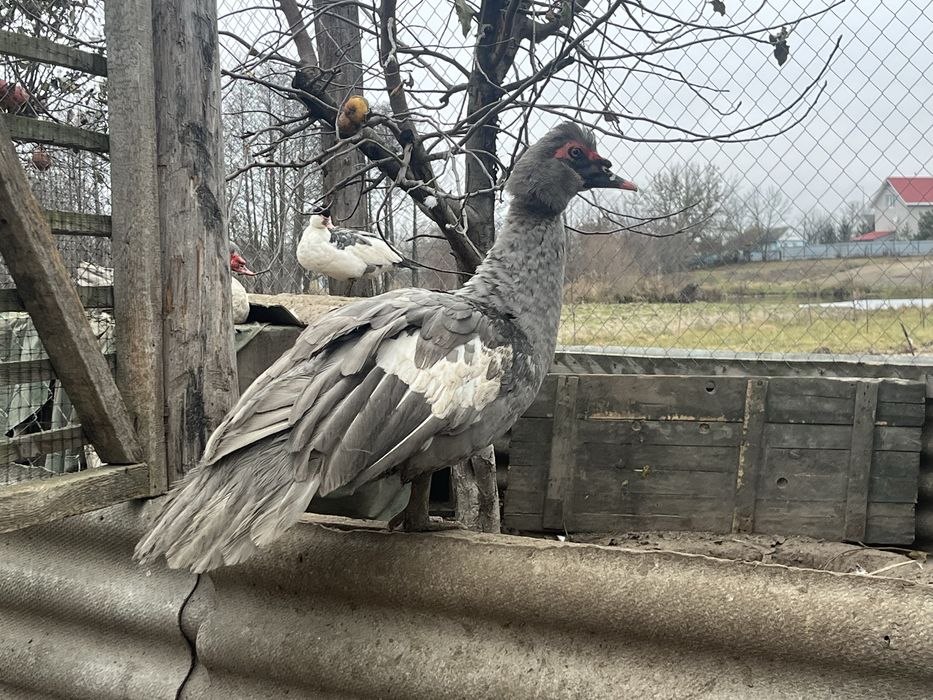 Мускусні качки німецької лінії