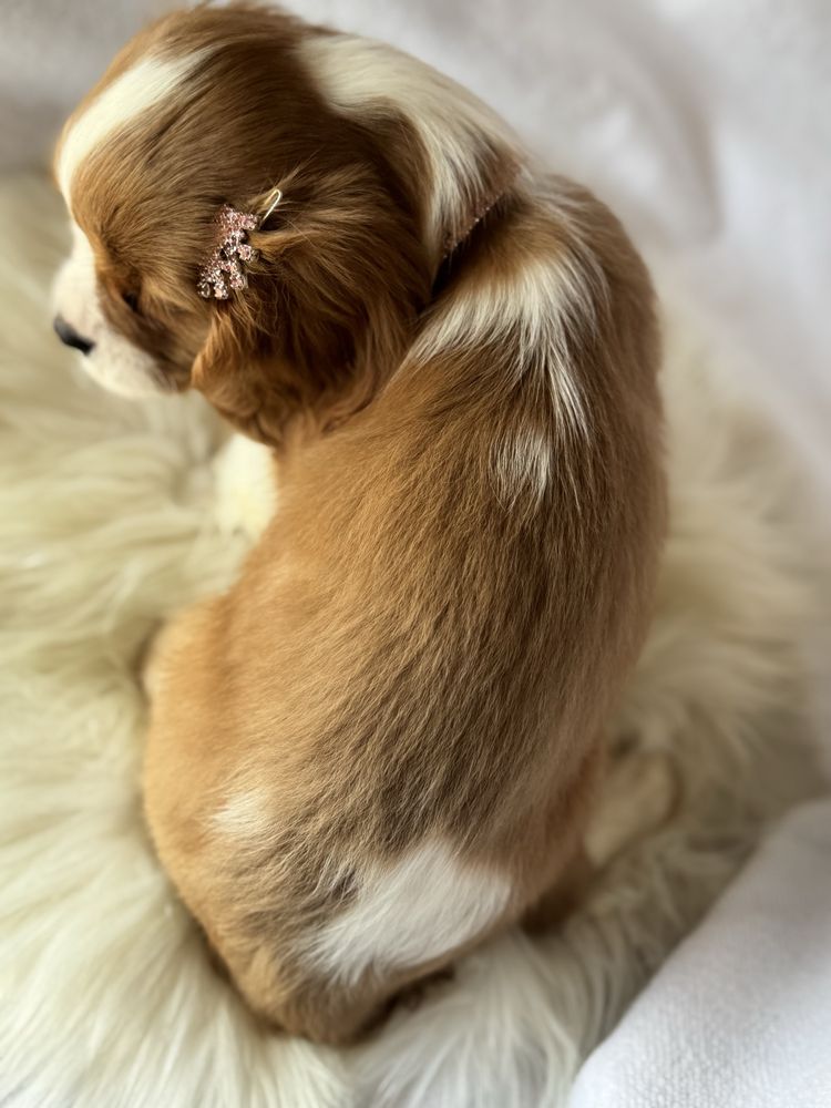 Sunia blenheim- Cavalier King Charles Spaniel