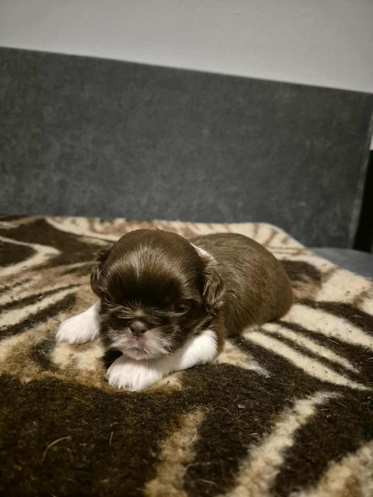 Shih tzu czekoladowe