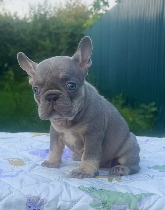 Достойні цуценята французького бульдога!