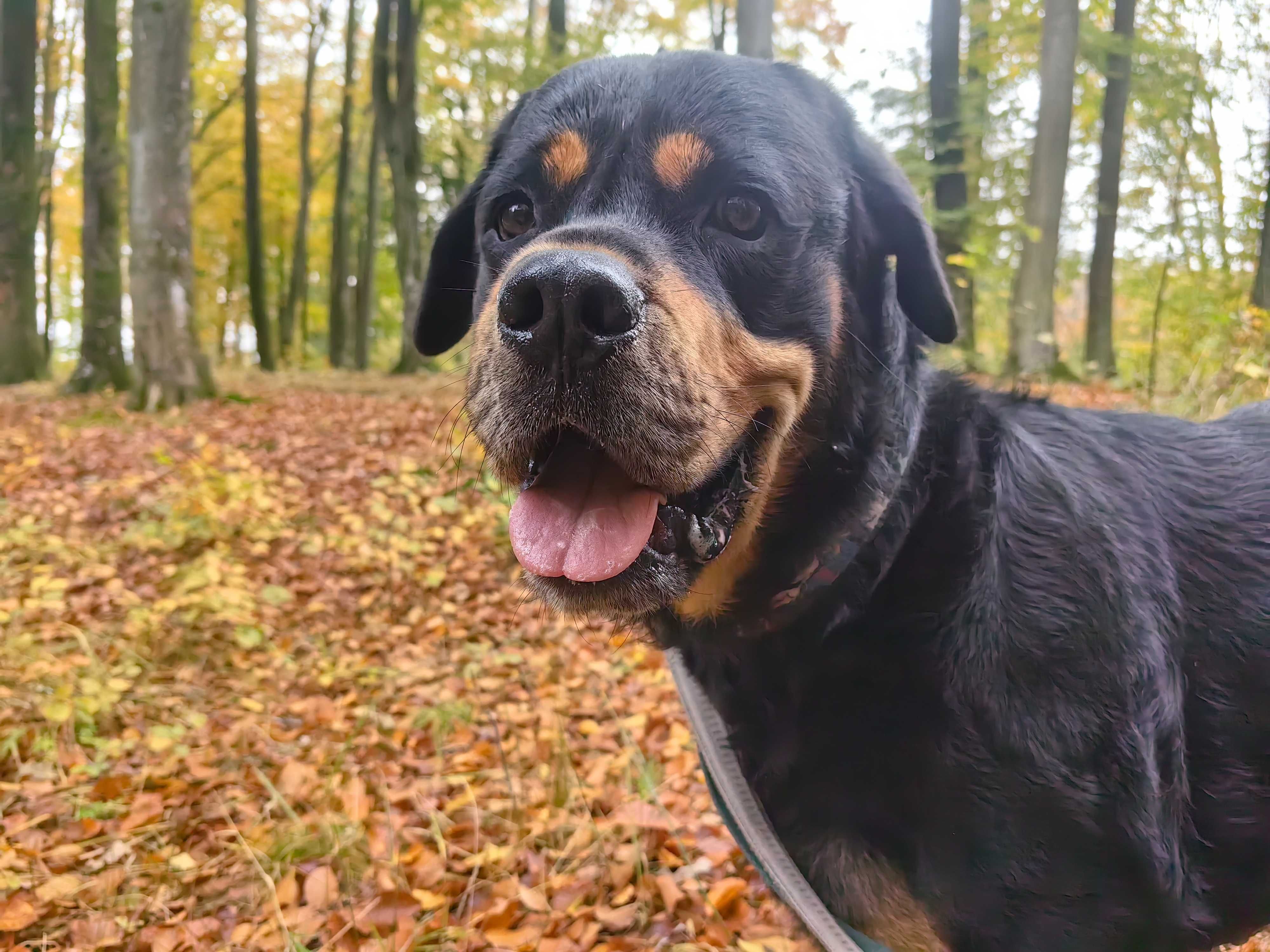 Pimpuś w typie Rottweilera
