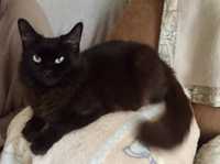 Кошечка Шанти 1,5г шоколадная  пушистая кошка  черная мейнкун девон