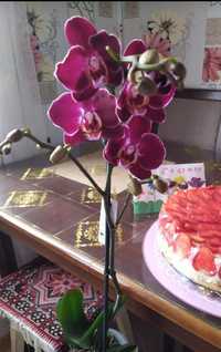 Продам деток сиреневой орхидеи