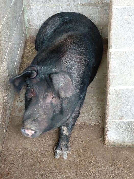 Vende-se Porcas vivas