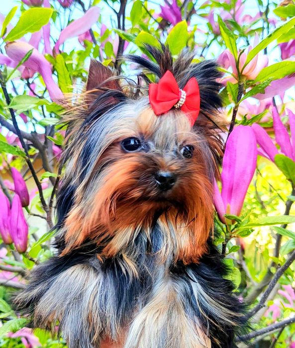 York , Yorki . Śliczny piesek James Yorkshire Terrier ZKwP FCI .