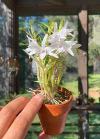 Dendrobium moniliforme geumsong, орхідея, ароматний дендробіум