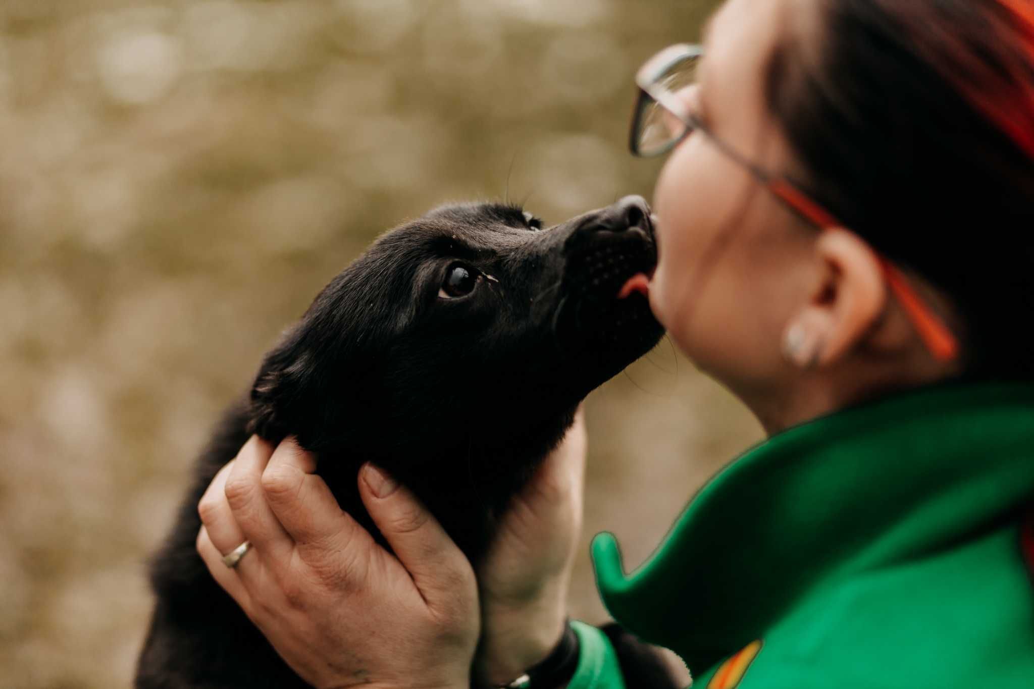 9-kg młodziutki Mafin do adopcji