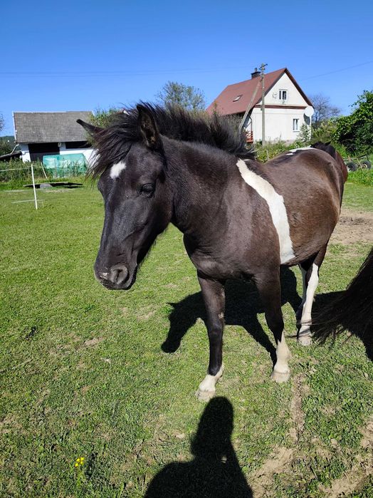 Sprzedam dwie klacze huculskie