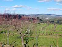 Quinta  Venda em Ribamondego,Gouveia