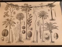 Ilustração natureza IKEA