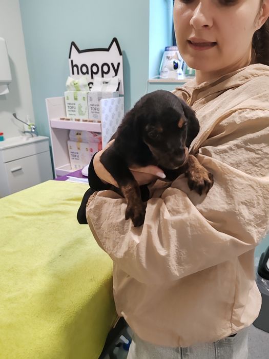 Cachorros porte grande