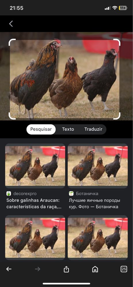 Ovos  de brahama