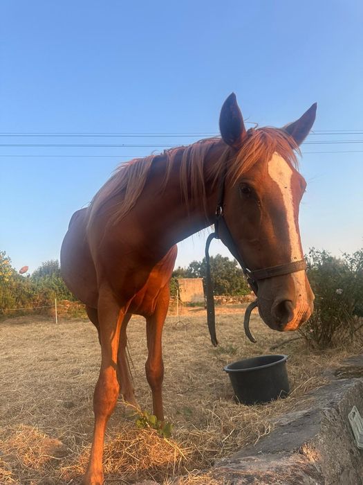 Egua luso árabe muito linda