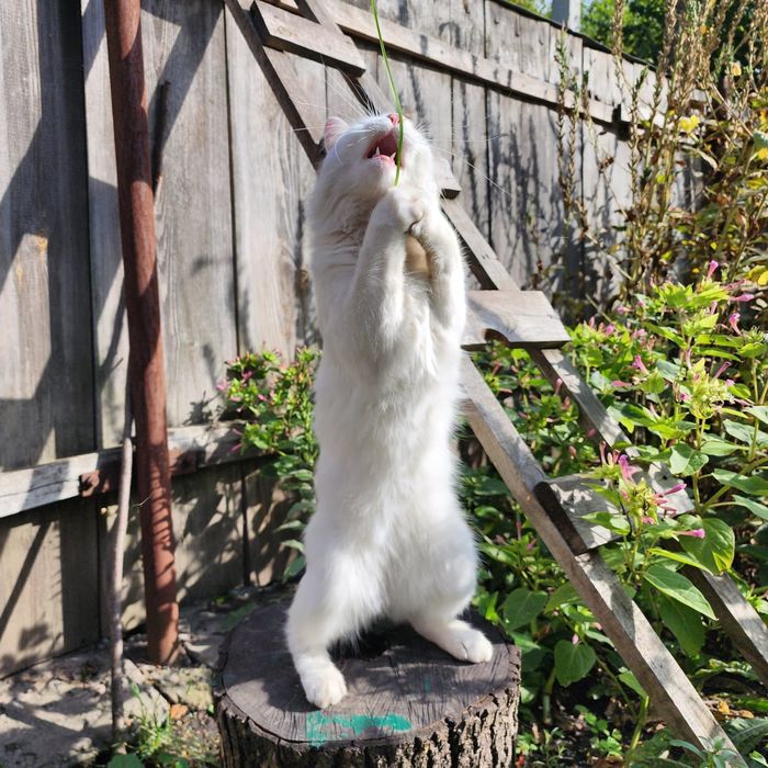 Двоє юних котиків в добрі руки