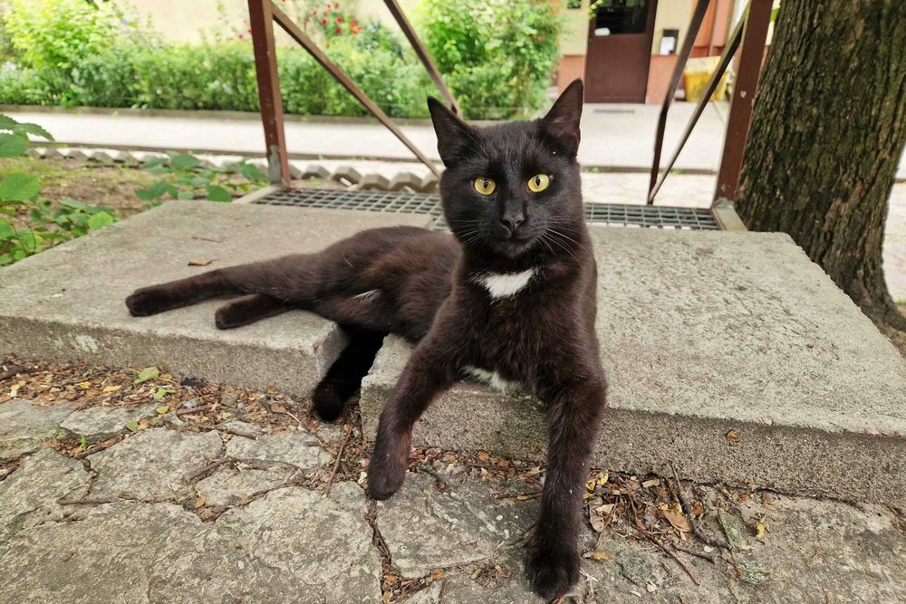 Calineczka i Lepik. Parka kotów do domu wychodzącego