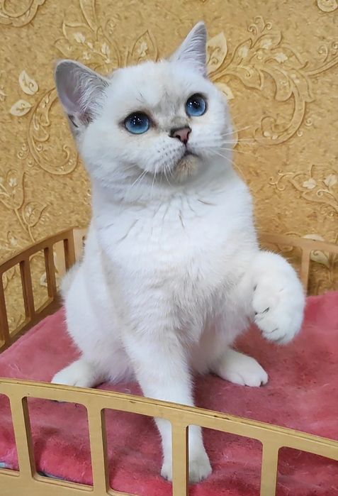 Синеглазый мальчик шиншиллка