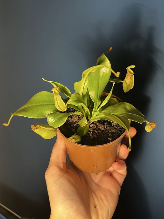 Непертес Gaia гайя