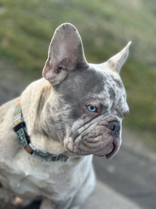 Вязка французского бульдога