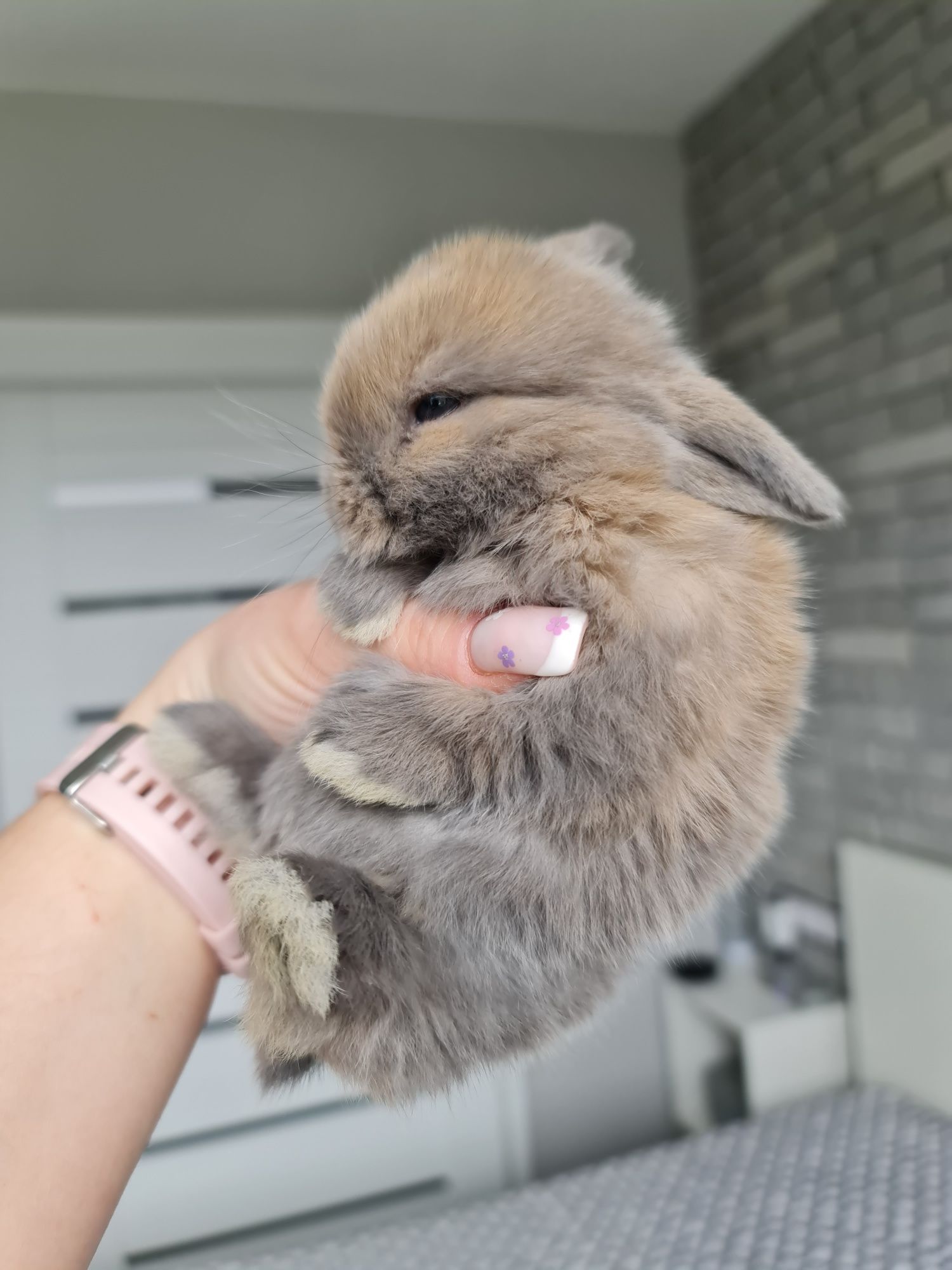 Mini lop królik króliczek baranek miniaturka hodowla badania chip
